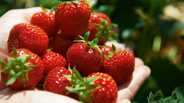 Erdbeeren