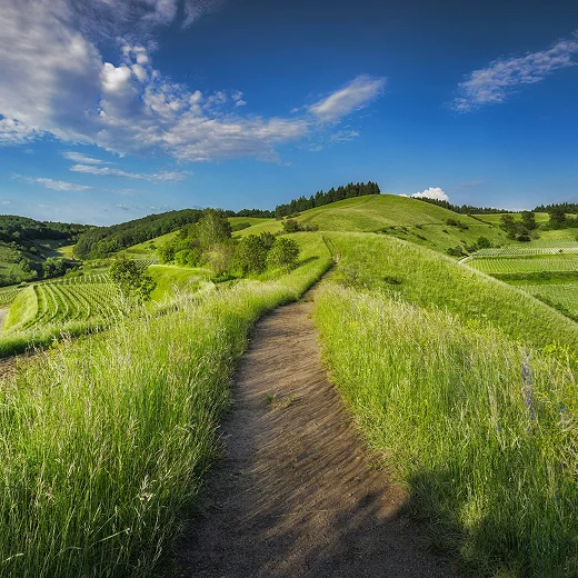 Feldweg zwischen grüner Wiese und blauem Himmel