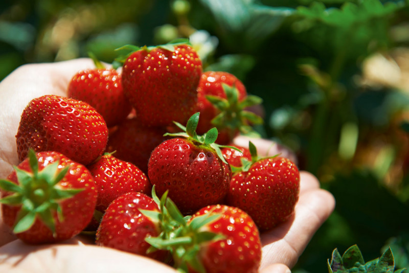 media/image/Landwirtschaft_Erdbeeren.jpg